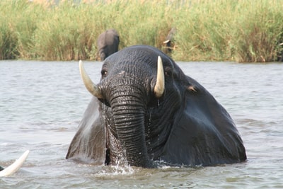 The elephant on the water during the day
